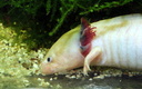Axolotl (Ambystoma mexicanum). (8421 visits) Axolotl (Ambystoma mexicanum).