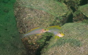Xenotilapia sp. sunflower à Kasanga.