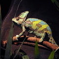 <h1><i>Chamaeleo calyptratus</i> (zoo de Londres).</h1>