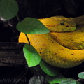 <h1><i>Bothriechis schlegelii</i> (zoo of London).</h1>