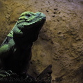 <h1><i>Cyclura cornuta</i> (au zoo de Londres)</h1>