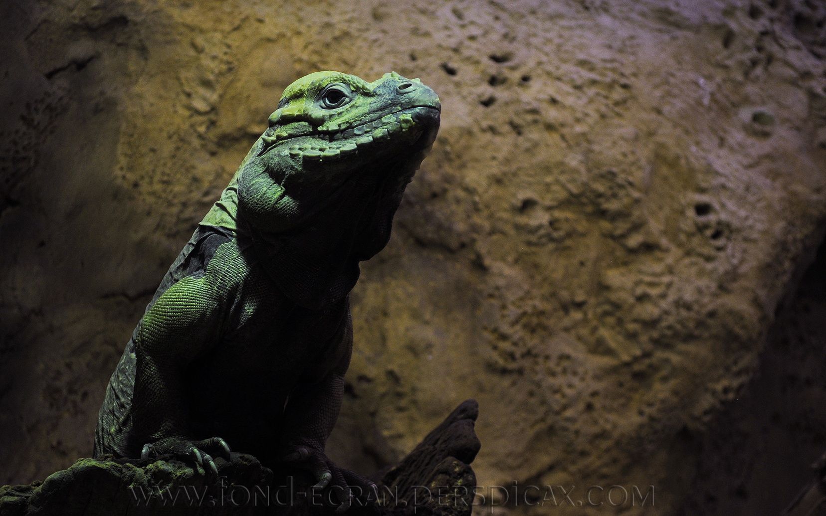 cyclura-cornuta .jpg