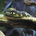 <h1><i>Morelia boeleni</i> Vivarium du zoo de Londres.</h1> 