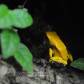 <h1><i>Phyllobates terribilis</i> terrarium du zoo de Londres.</h1>