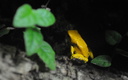 Phyllobates terribilis terrarium du zoo de Londres. (8691 visits) Phyllobates terribilis terrarium du zoo de Londres.