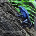 <h1><i>Dendrobates azureus</i> Zoo de Londres.</h1>