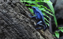 Dendrobates azureus Zoo de Londres. (8574 visits) Dendrobates azureus Zoo de Londres.