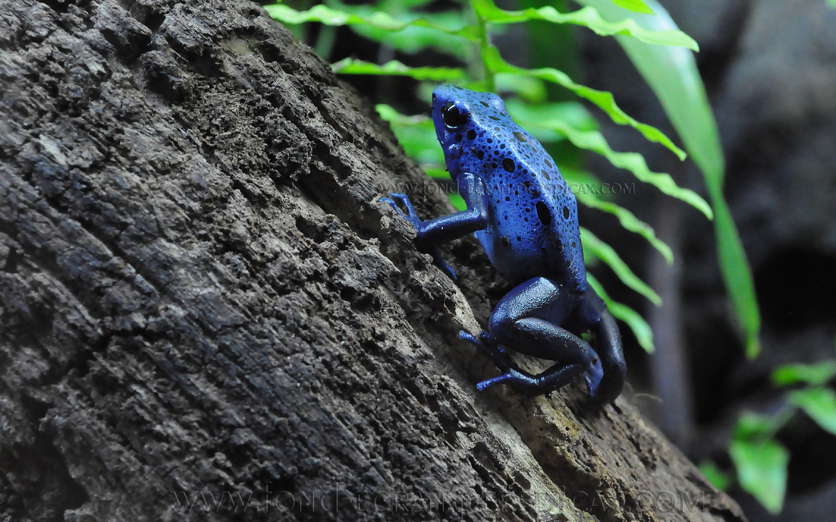dendrobates-azureus.jpg