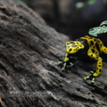 <h1><i>Dendrobates leucomelas</i> Zoo London.</h1>