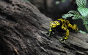 Dendrobates leucomelas Zoo London. (8790 visits) Dendrobates leucomelas Zoo London.