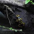 <h1><i>Dendrobates leucomelas</i> au vivarium du zoo de Londres.</h1>