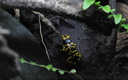 Dendrobates leucomelas au vivarium du zoo de Londres. (8755 visits) Dendrobates leucomelas au vivarium du zoo de Londres.