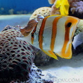 <h1><i>Chelmon rostratus</i> à l'aquarium du zoo de Londres.</h1>