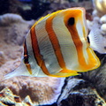 <h1><i>Chelmon rostratus</i> en aquarium récifal.</h1>