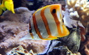 Chelmon rostratus en aquarium récifal.