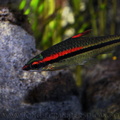 <i>Sahyadria denisonii</i> (Day, 1865)