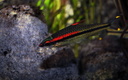 Sahyadria denisonii (Day, 1865)