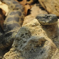 <h1><i>Macrovipera lebetina obtusa</i> au zoo de Londres.