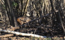 Fond d'écran Chevreuil en forêt à Gazeran