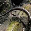 <i>Anguis fragilis</i> (Orvet) de février.