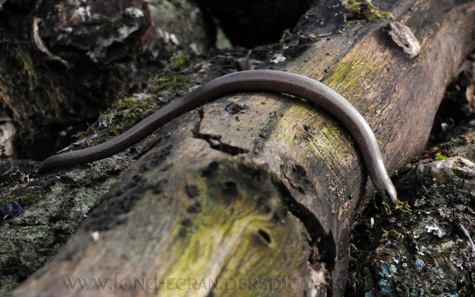 anguis-fragilis-a.jpg