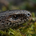 <i>Anguis fragilis</i>, (Orvet) sortie hivernale.