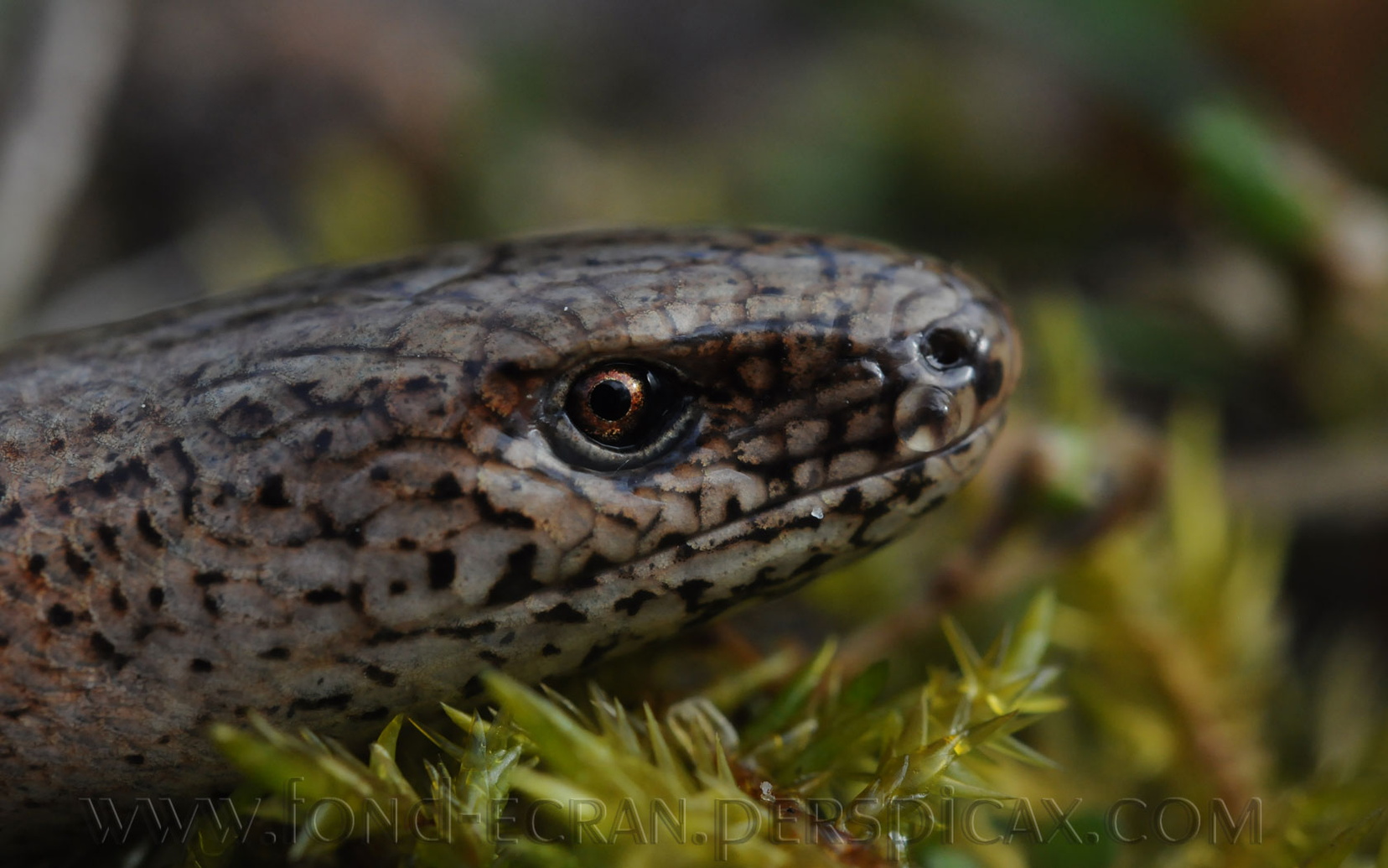 anguis-fragilis-b.jpg