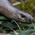 <i>Anguis fragilis</i>, (Orvet) portrait sur un petit chemin.
