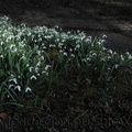 <h1>Perce-neige à Gazeran.</h1>