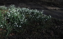 Perce-neige à Gazeran. (22895 visits) Perce-neige à Gazeran.