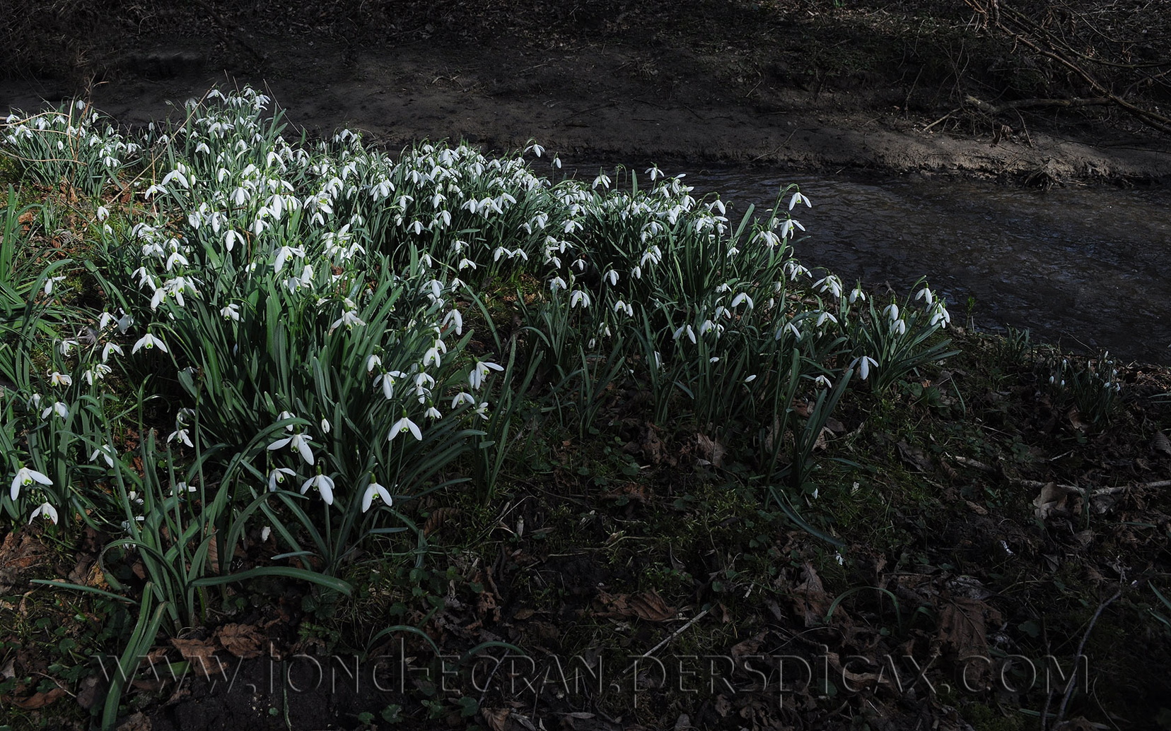 perce-neige.jpg