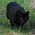 <h1>Chat noir - <i>Felis sylvestris catus</i>.</h1>
