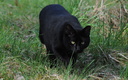 Chat noir - Felis sylvestris catus.