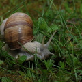 <h1><i>Helix pomatia</i> (escargot de Bourgogne en vadrouille)</h1>.