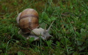 Helix pomatia (escargot de Bourgogne en vadrouille).