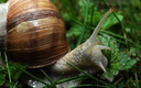 Helix pomatia (escargot de Bourgogne après la pluie)