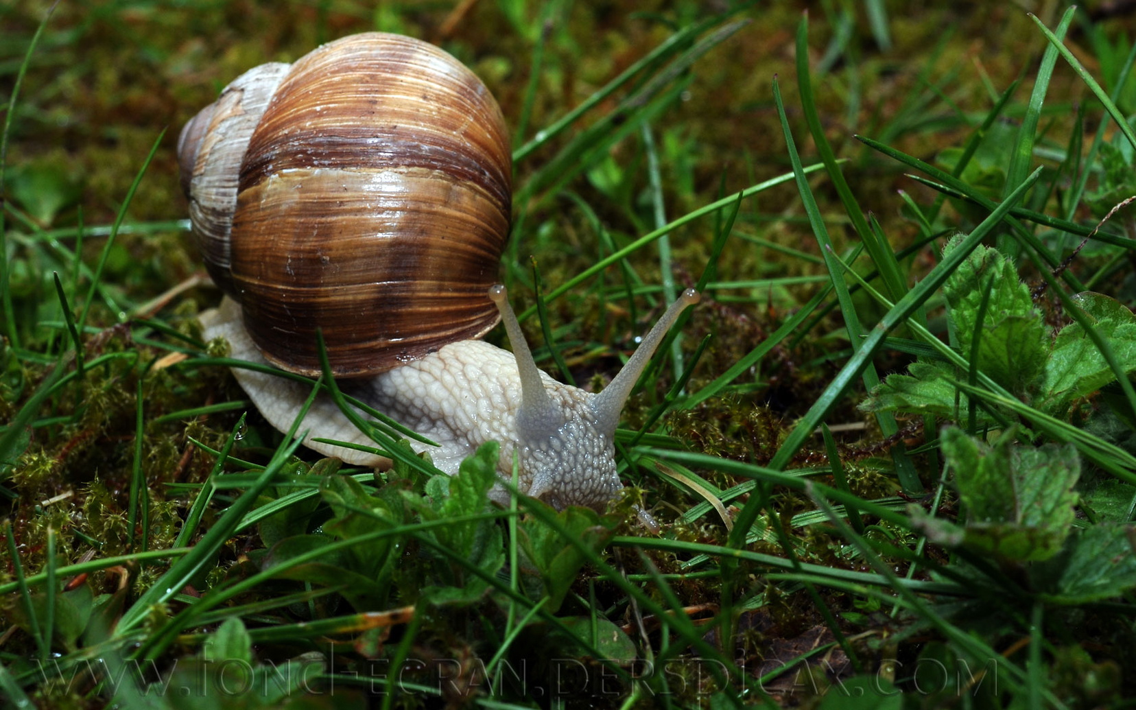 helix-pomatia-c.jpg