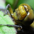 <h1><i>Libellula depressa</i> (Libellule compressée).</h1>