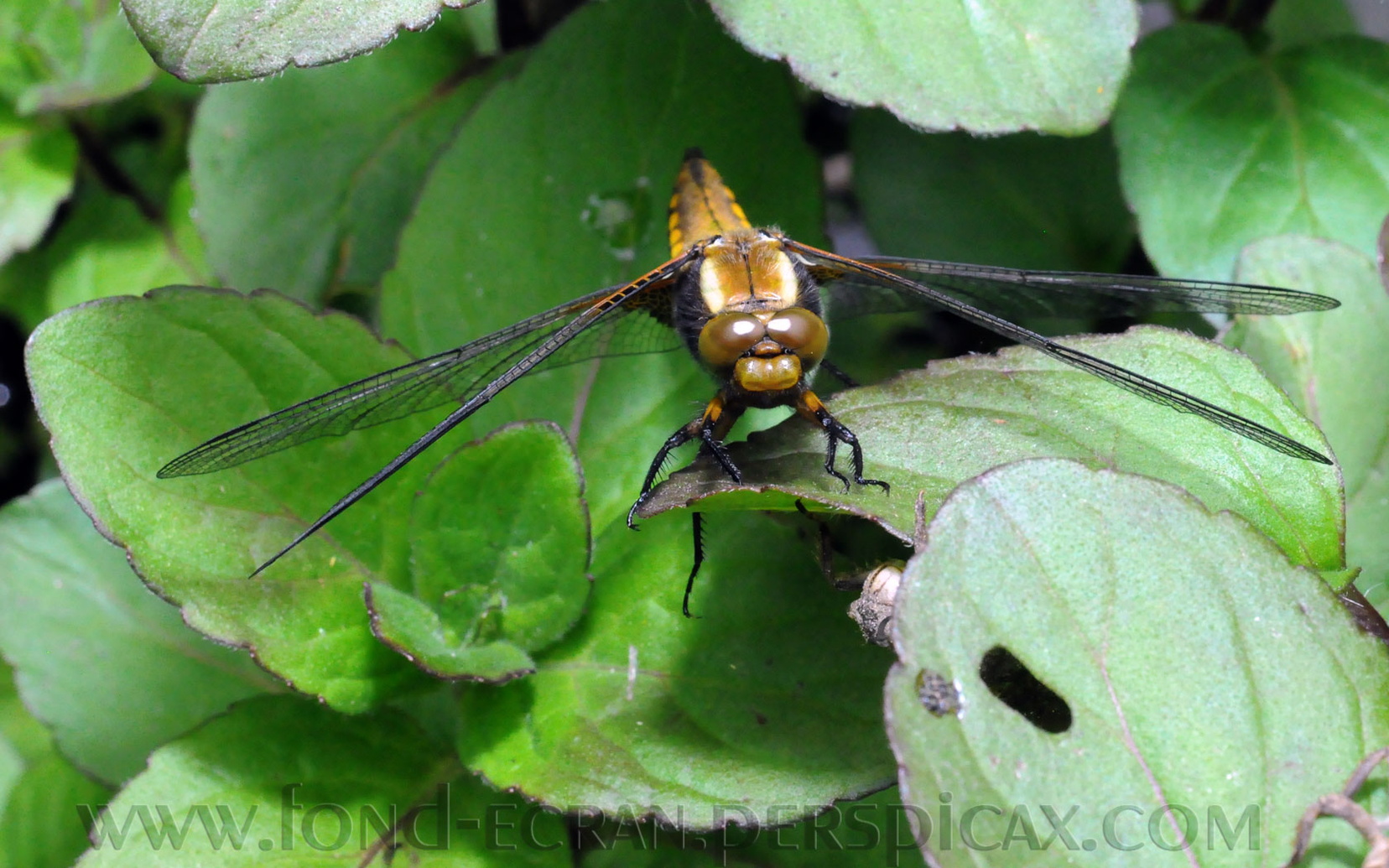 libellula-depressa-b.jpg