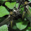 <h1><i>Libellula depressa</i>, et leurs imagos.</h1>