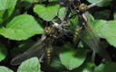 Libellula depressa, et leurs imagos.