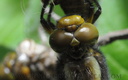 Libellula depressa.
