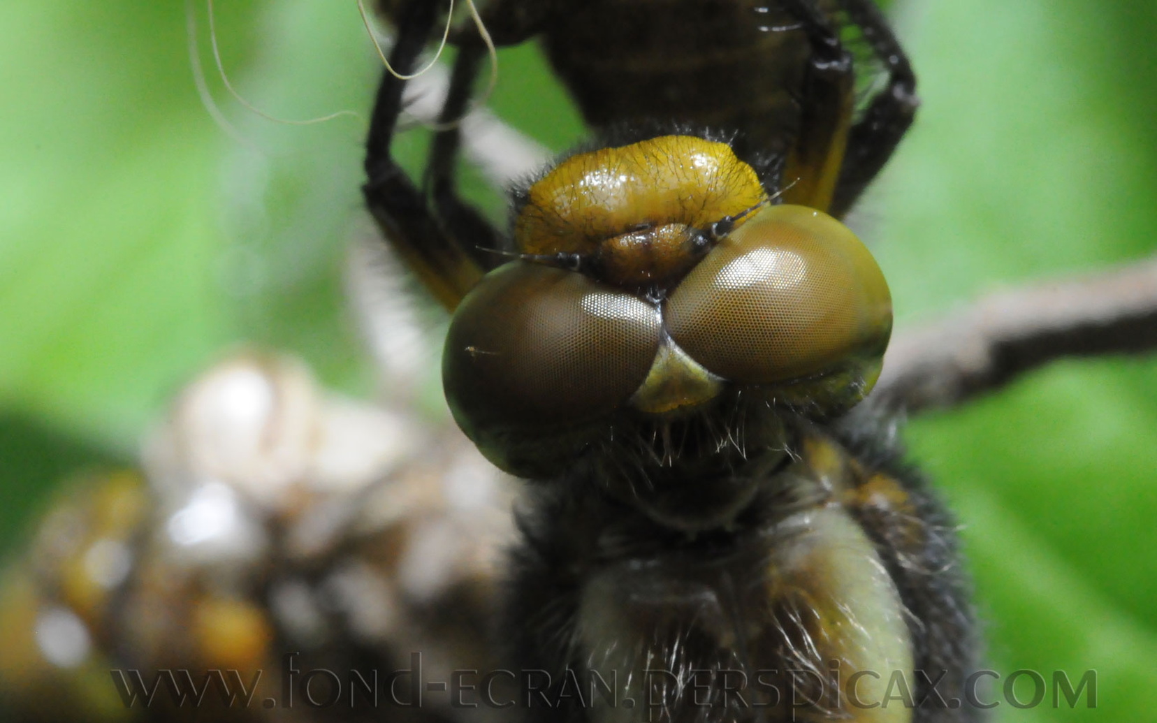 libellula-depressa-d.jpg