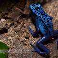 <h1><i>Dendrobates azureus<i/></h1>