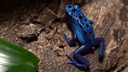 Dendrobates azureus (7744 visits) Dendrobates azureus