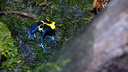 Dendrobates tinctorius (7826 visits) Dendrobates tinctorius