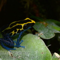 <h1><i>Dendrobates tinctorius<i/></h1>