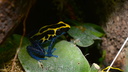 Dendrobates tinctorius (8422 visits) Dendrobates tinctorius