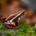 <h1><i>Epipedobates tricolor<i/></h1>