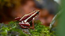 Epipedobates tricolor (7544 visits) Epipedobates tricolor